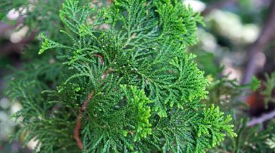 chamaecyparis sp